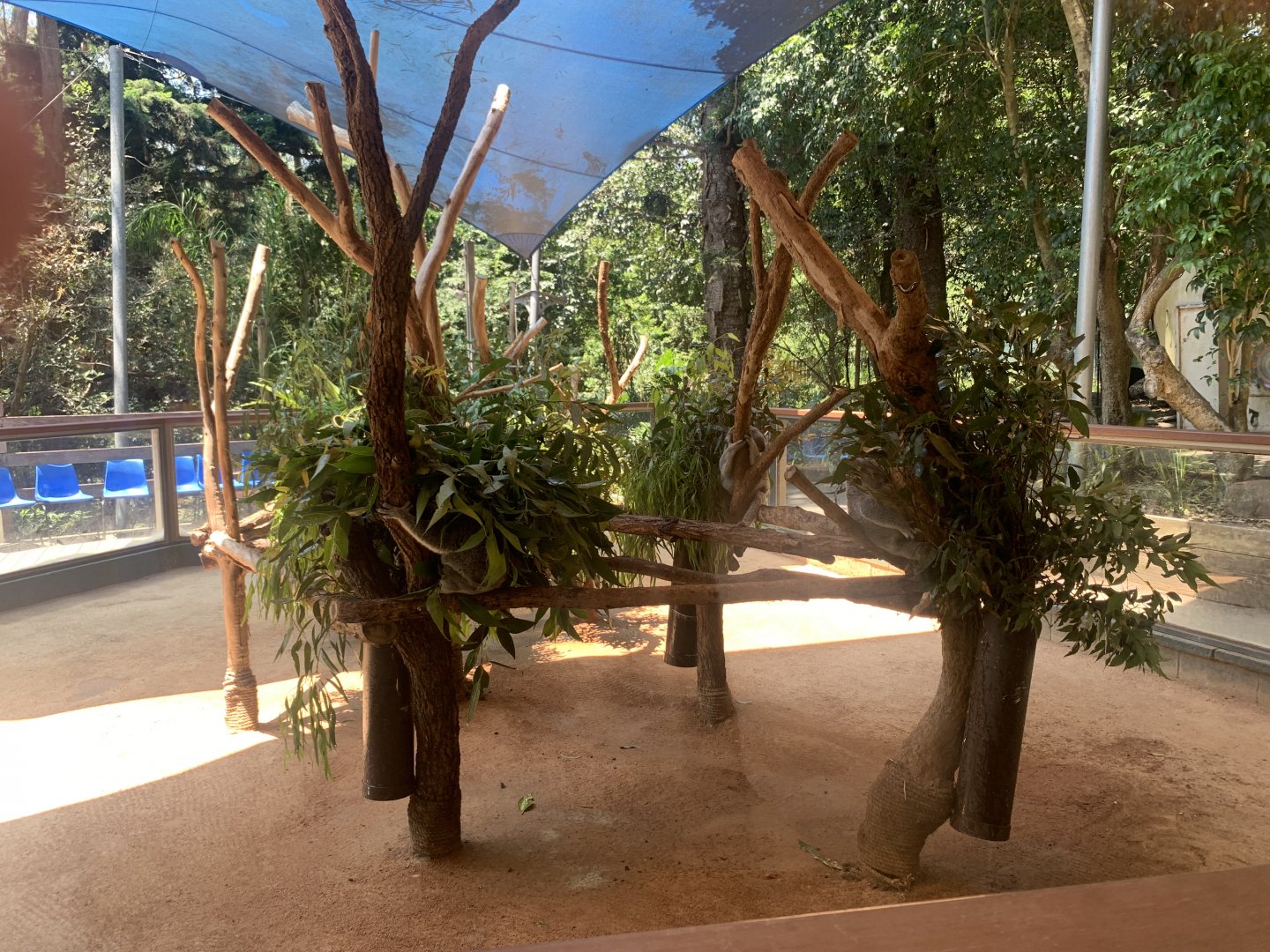 (2nd) Koala exhibit with multiple Koalas in it (visitors can go in with keepers once a day but no public handling of Koalas)