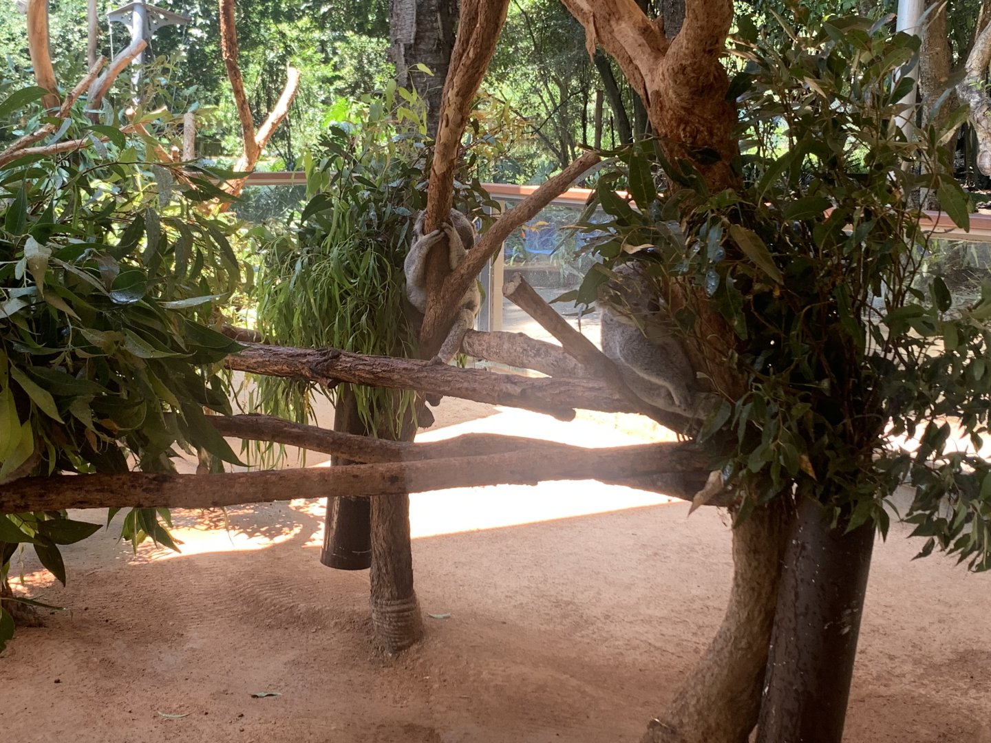 (2nd) Koala exhibit with multiple Koalas in it (visitors can go in with keepers once a day but no public handling of Koalas)