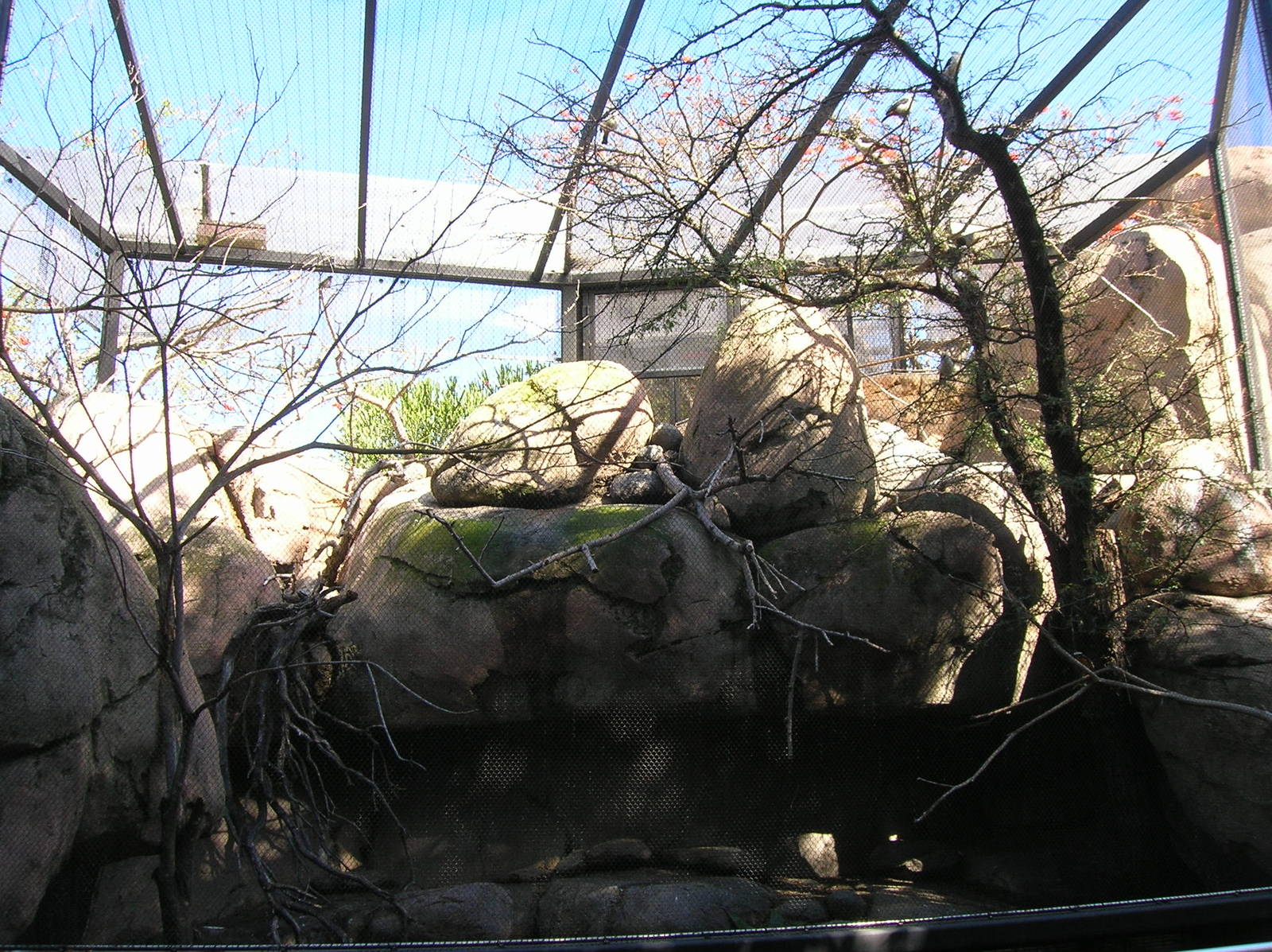 2nd Kopje Aviary 2-10-09