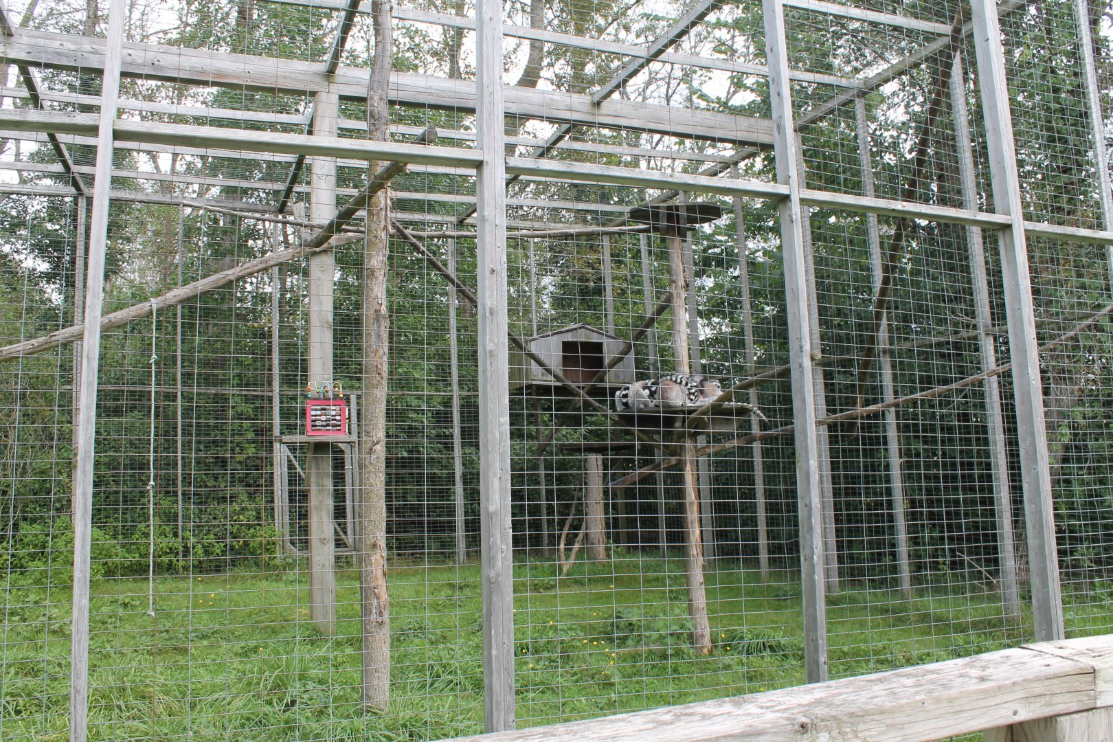 2nd lemur exhibit