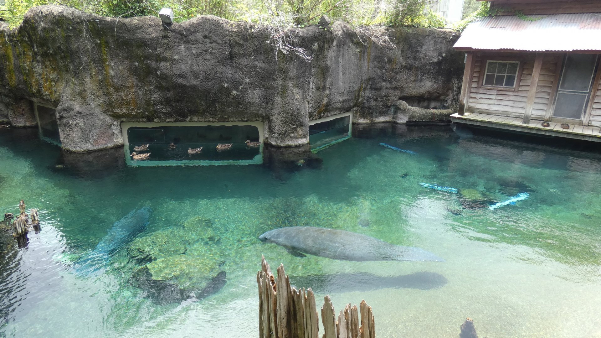 2nd Manatee Exhibit, Florida - Aug. 2021