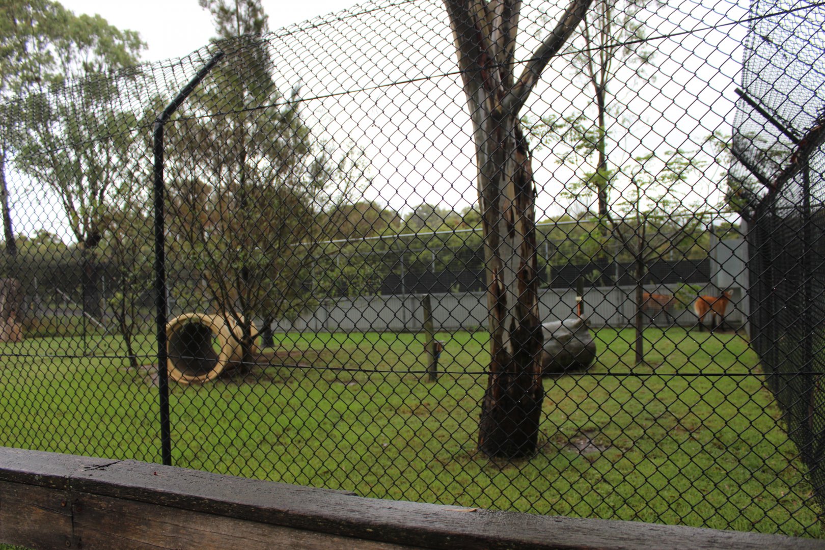 2nd Maned Wolf enclosure