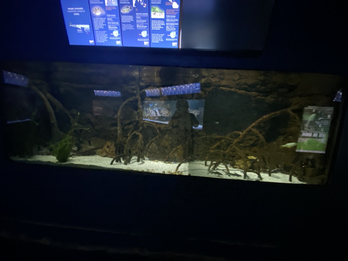2nd mangrove aquarium