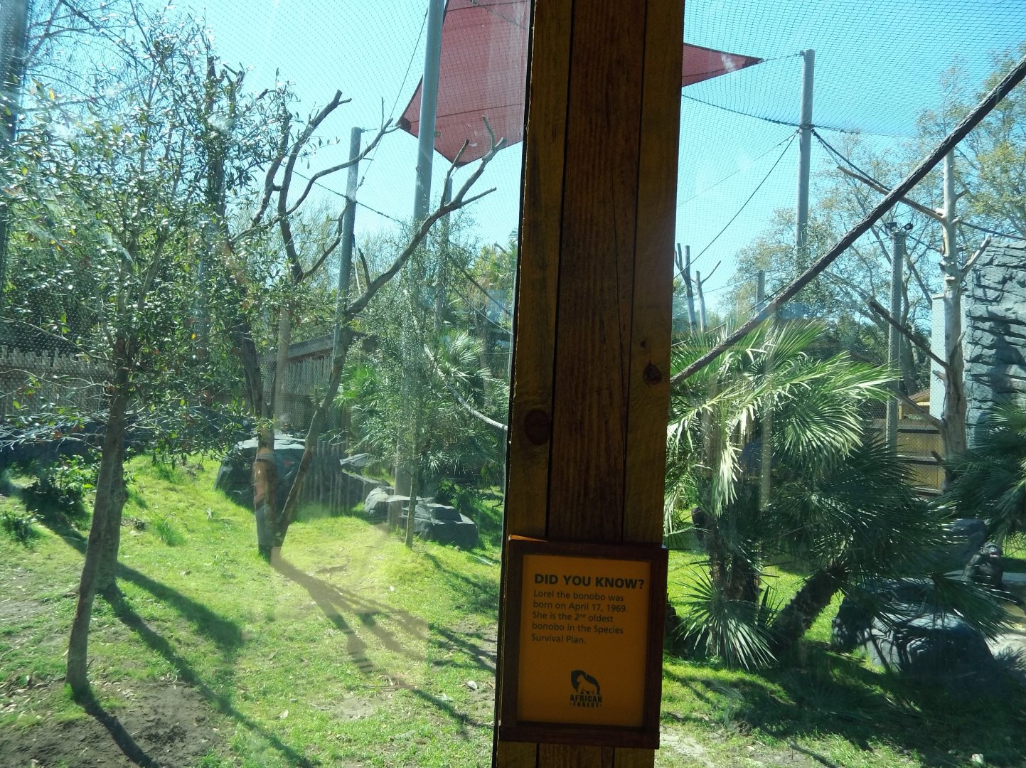 2nd New Bonobo Exhibit