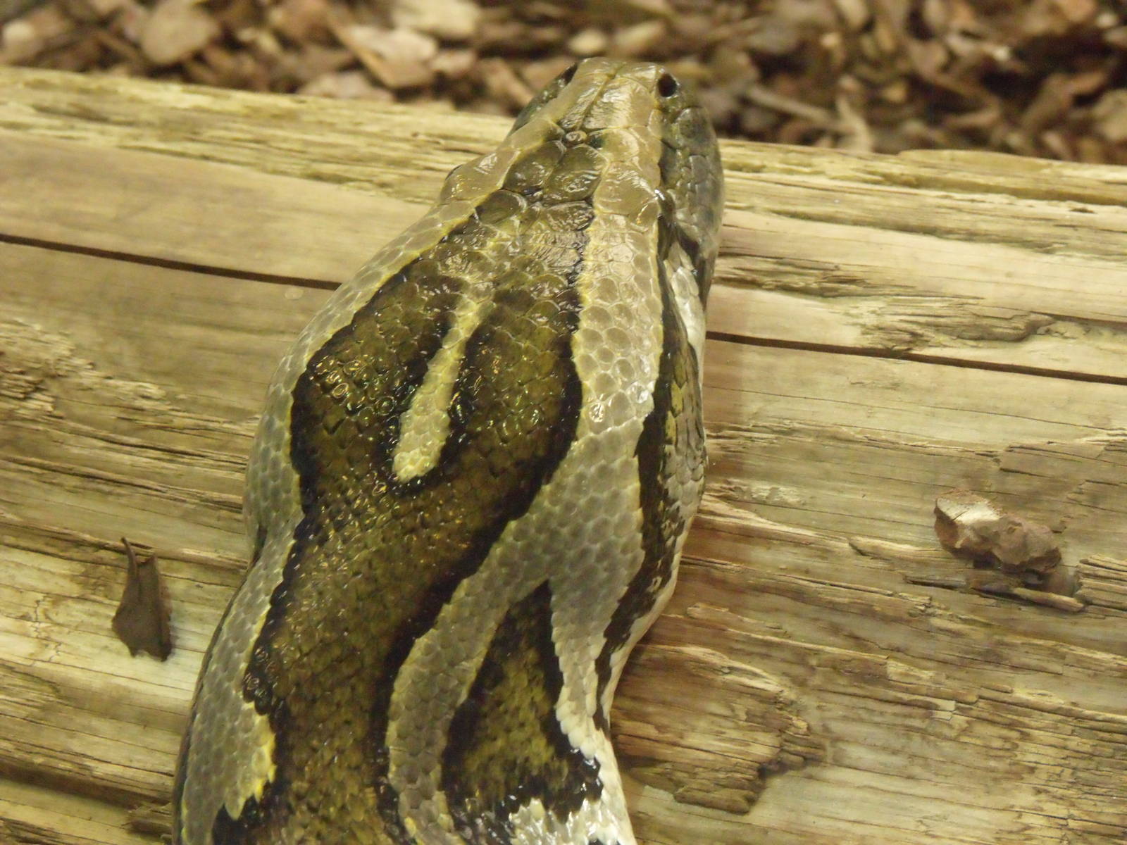 2nd October 2010: Burmese Python