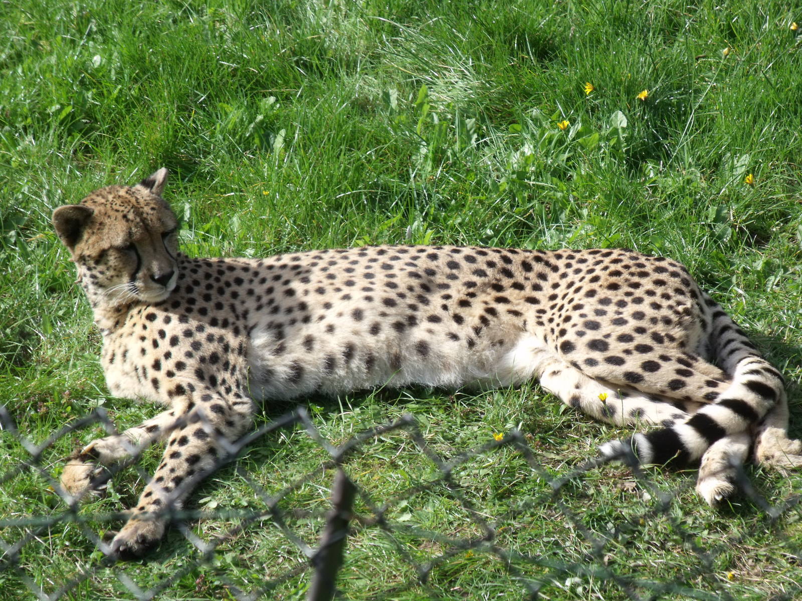 2nd October 2010: Cheetah (Uria)