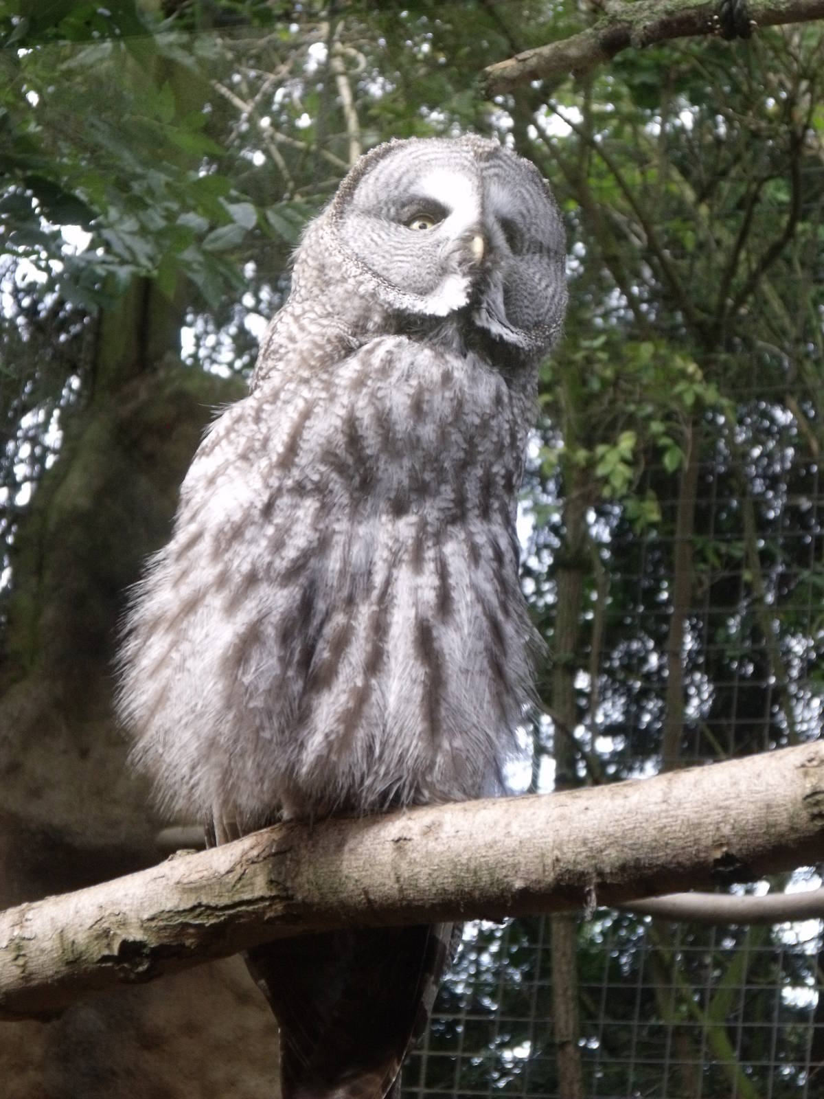 2nd October 2010: Great Grey Owl