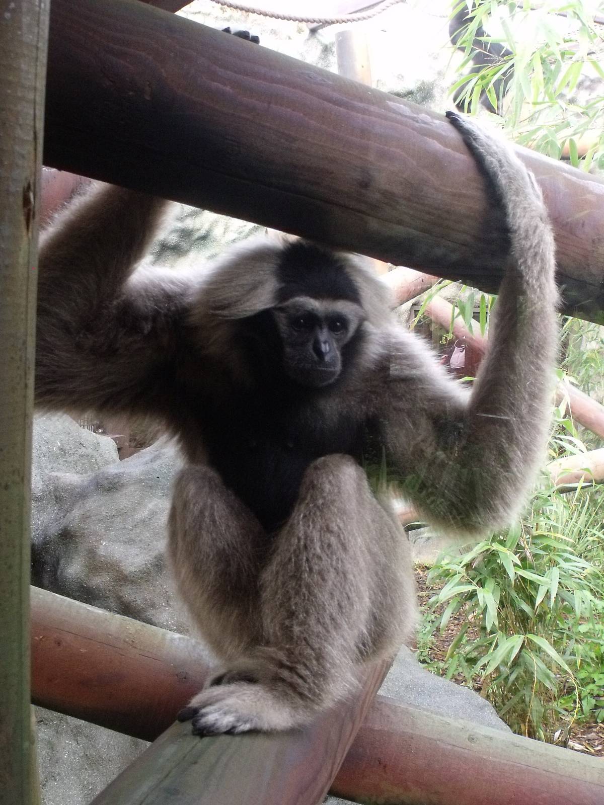 2nd October 2010: Pileated Gibbon