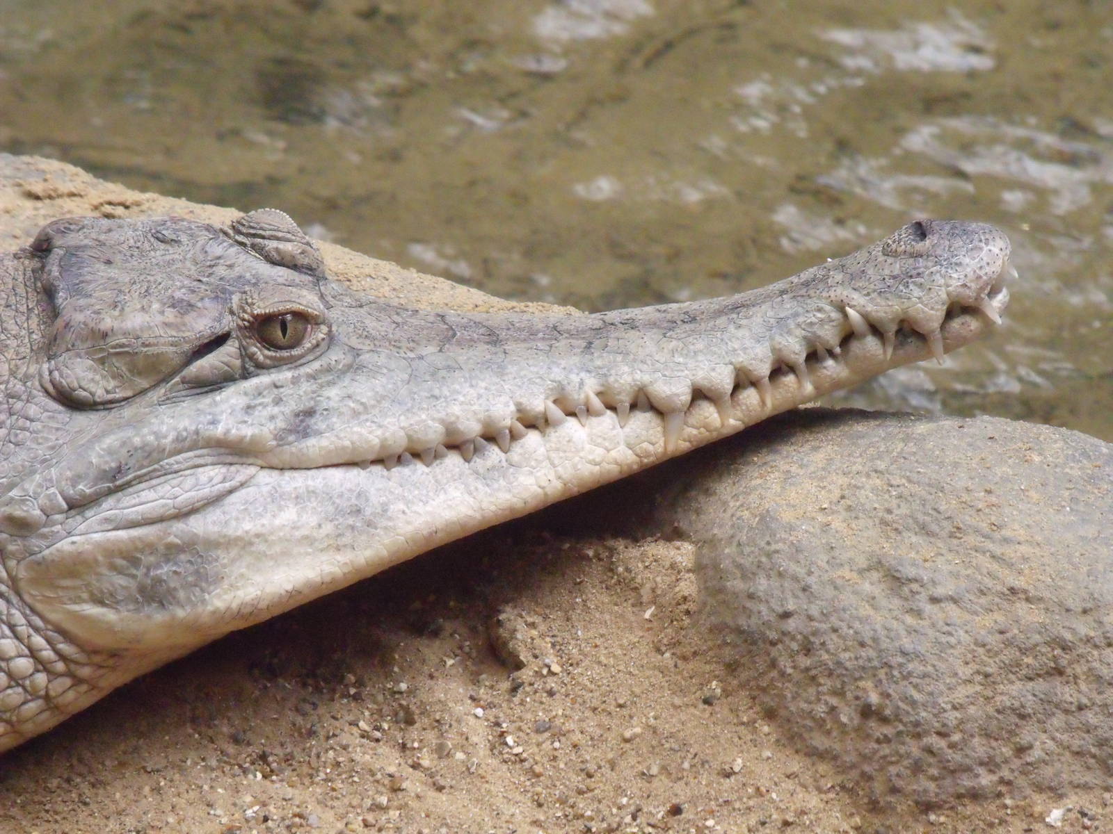 2nd October 2010: Slender Snouted Crocodile