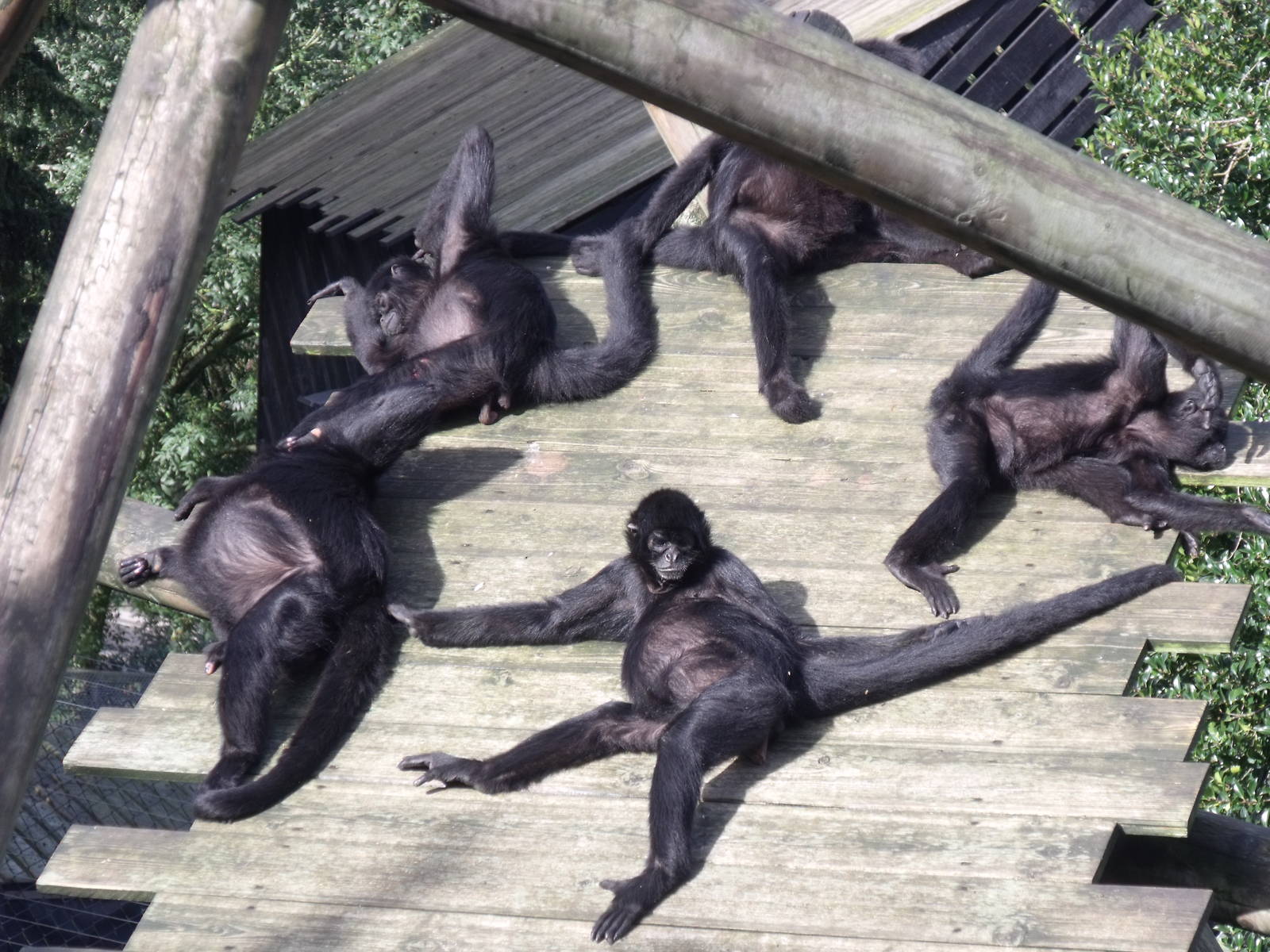 2nd October 2010: Spider Monkeys