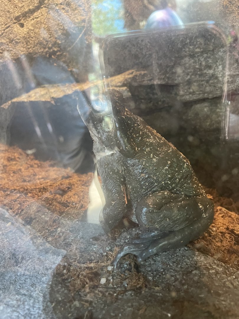 2nd of 2 Colorado River Toads