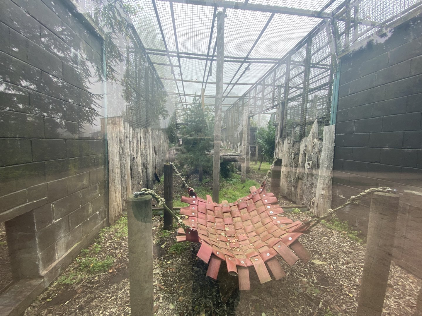 2nd part of Amur leopard enclosure