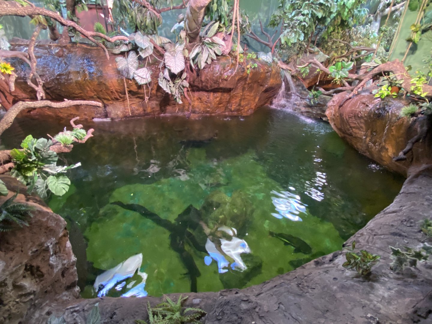 2nd part of Antillean manatee enclosure