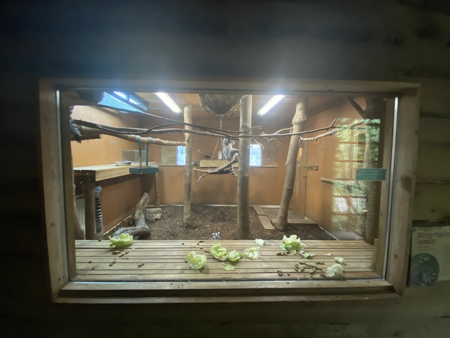 2nd part of indoor ring-tailed lemur enclosure