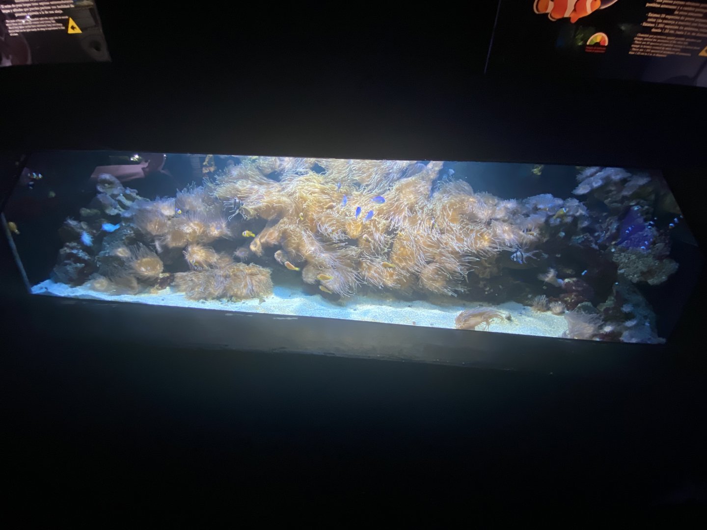 2nd reef aquarium