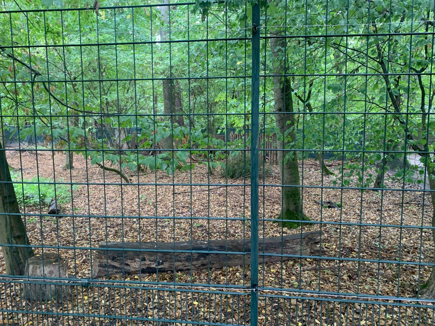 2nd Siberian Musk Deer enclosure - Africa