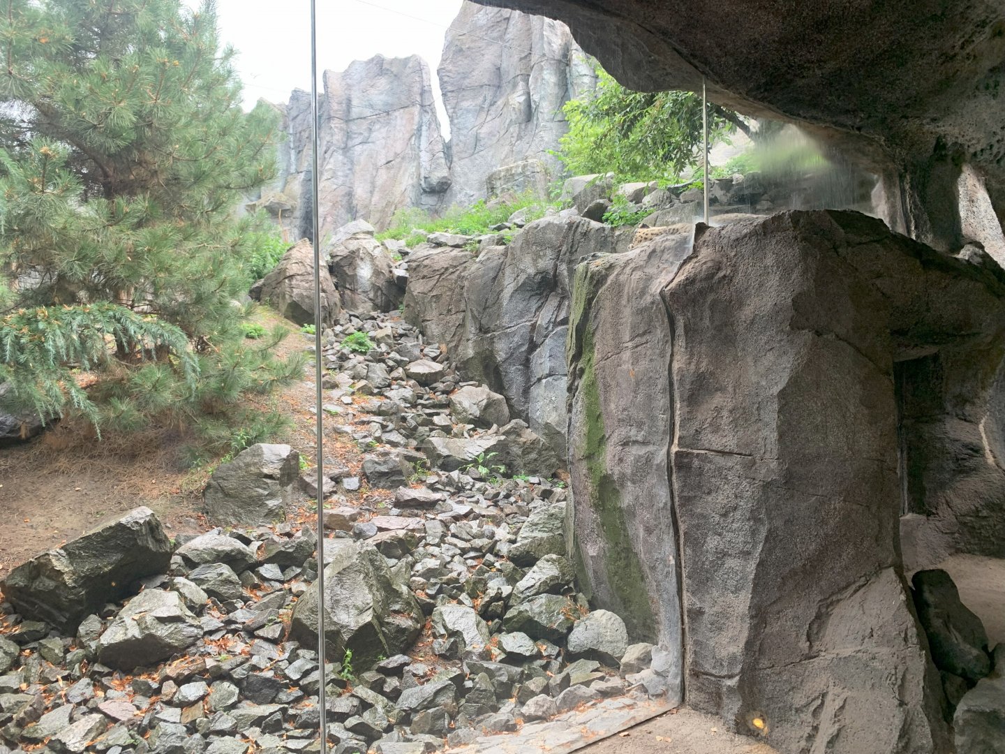 2nd Snow Leopard enclosure - Himalayas