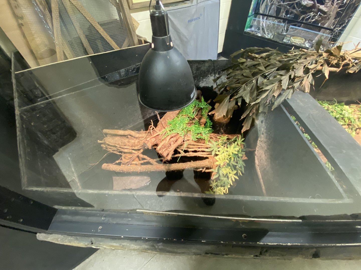 2nd spectacled caiman enclosure