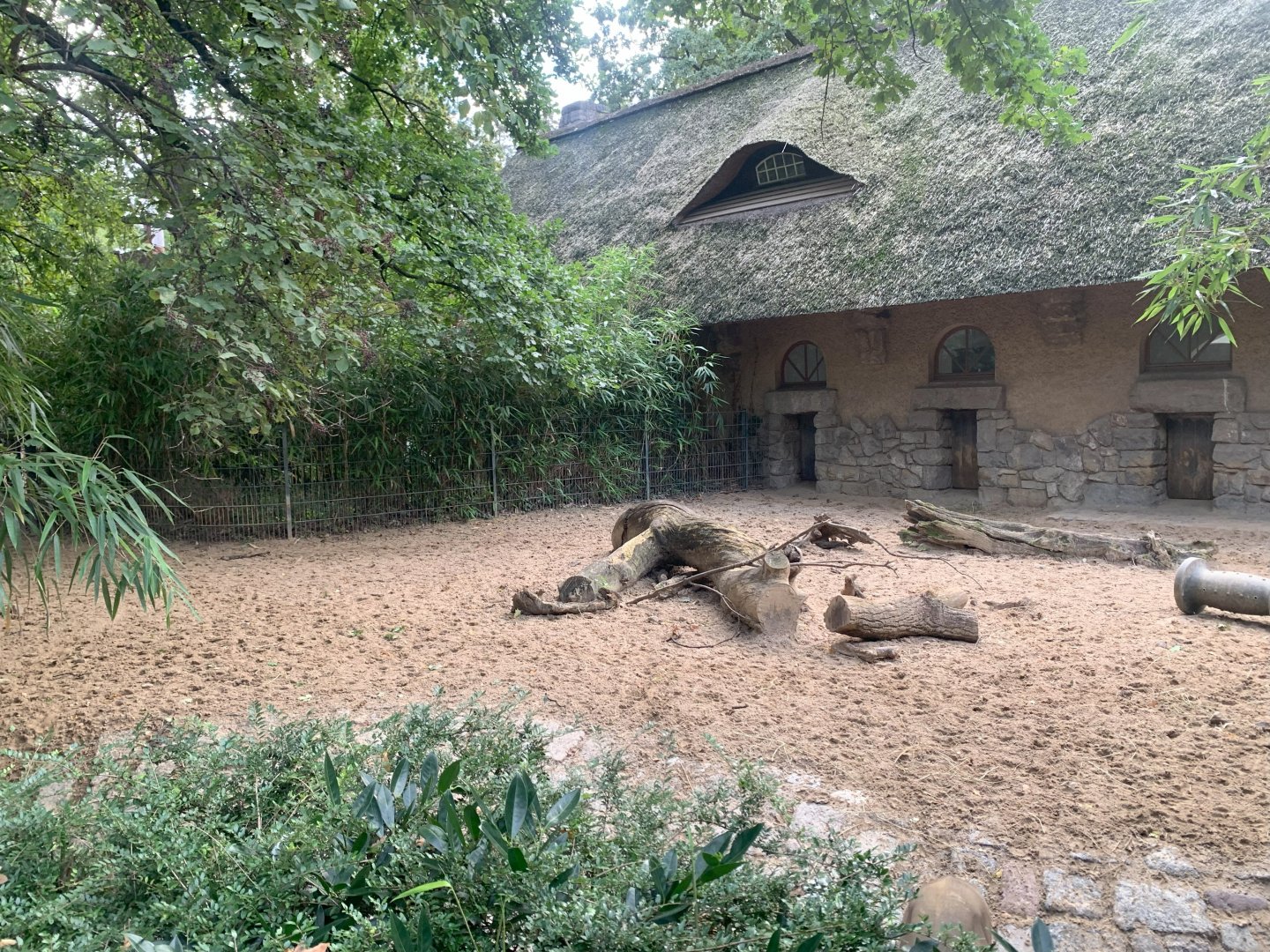2nd Sulawesi Babirusa enclosure