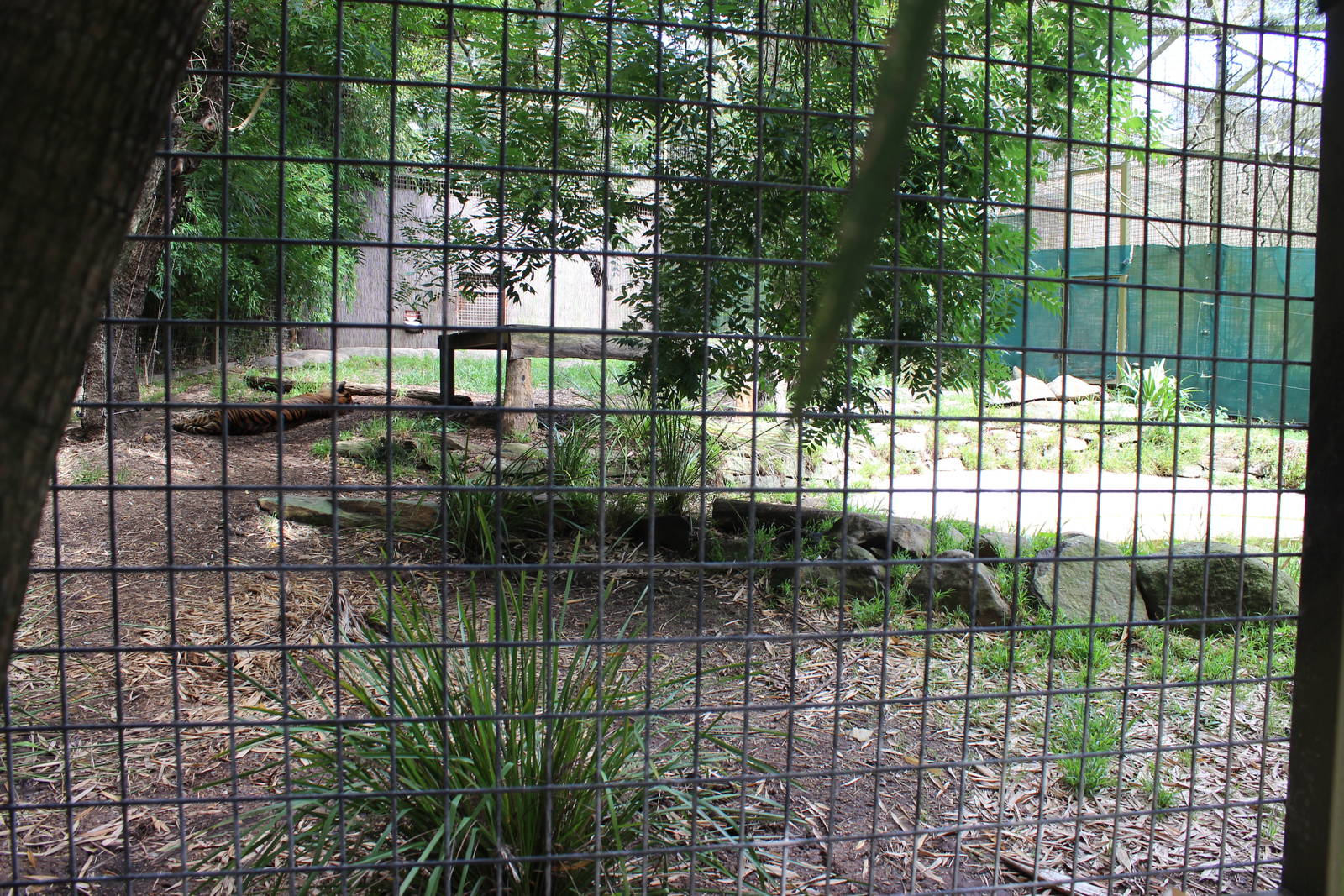 2nd Tiger enclosure