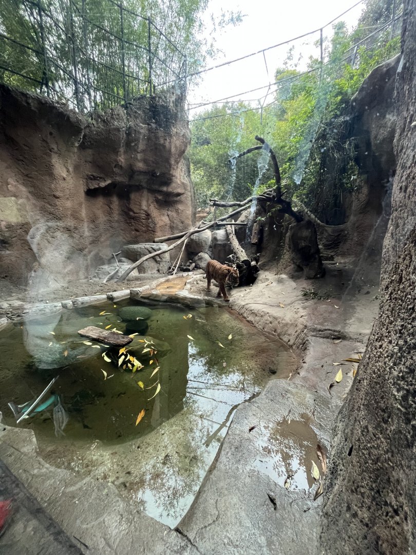 2nd tiger exhibit
