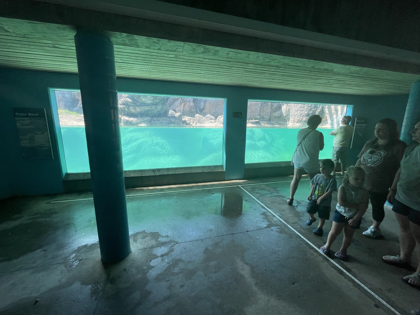 2nd Underwater Viewing For Polar Bears