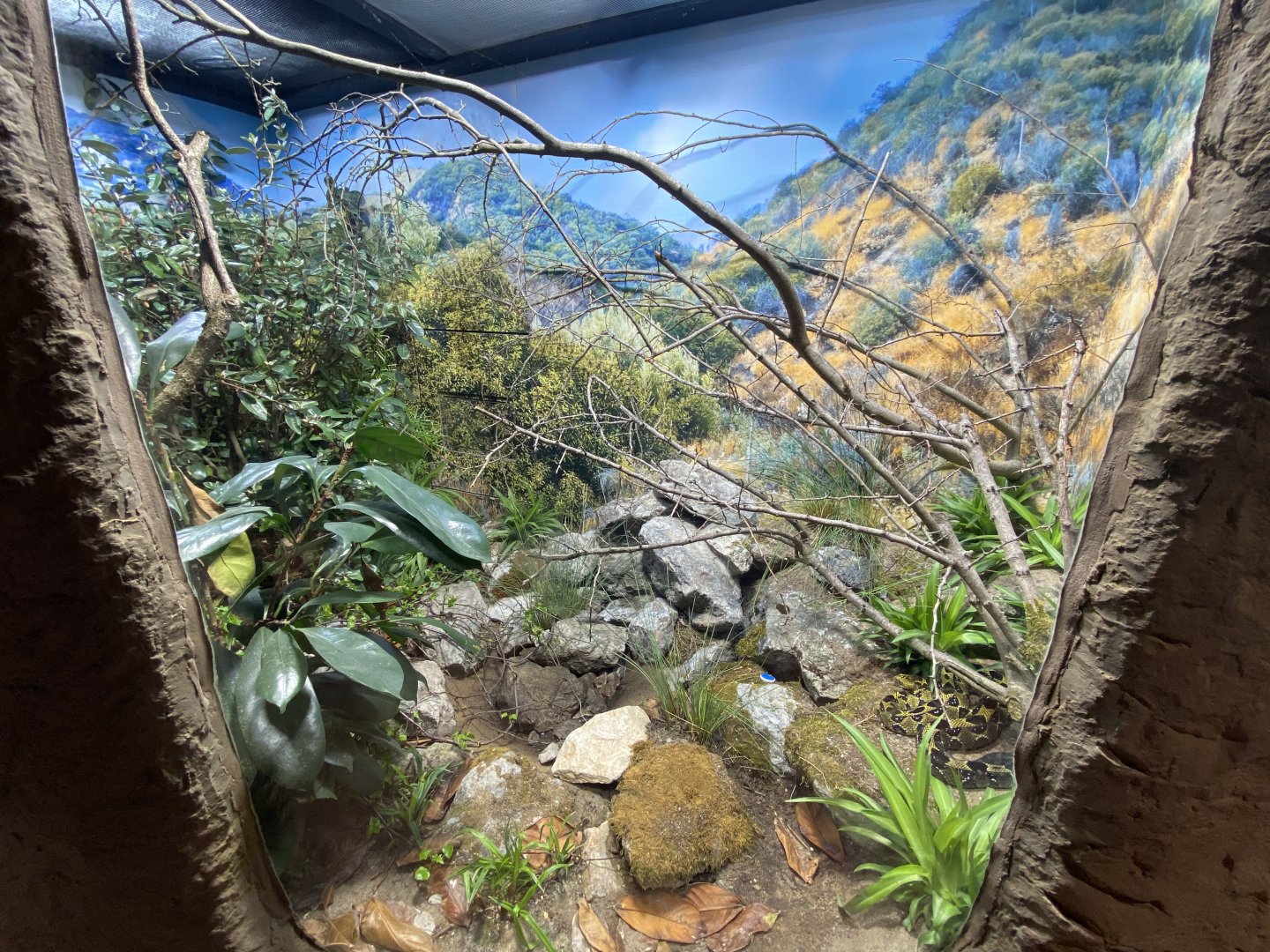 2nd view into mountain adder exhibit