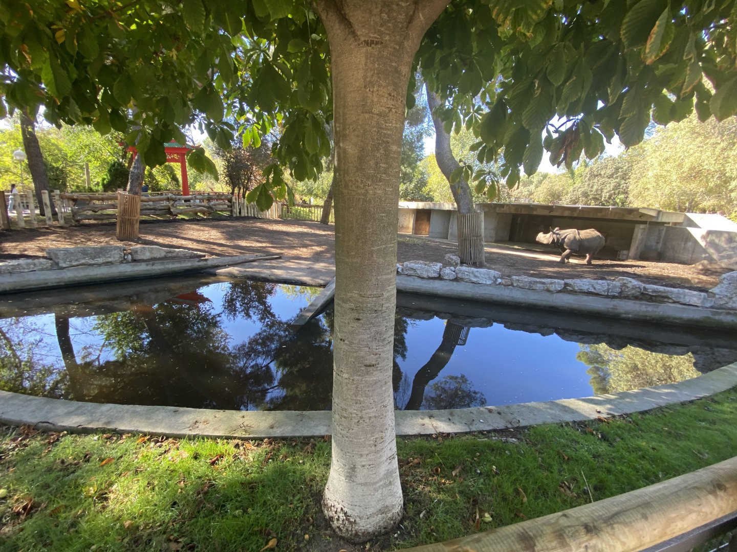 2nd view of 1st greater one-horned rhino enclosure