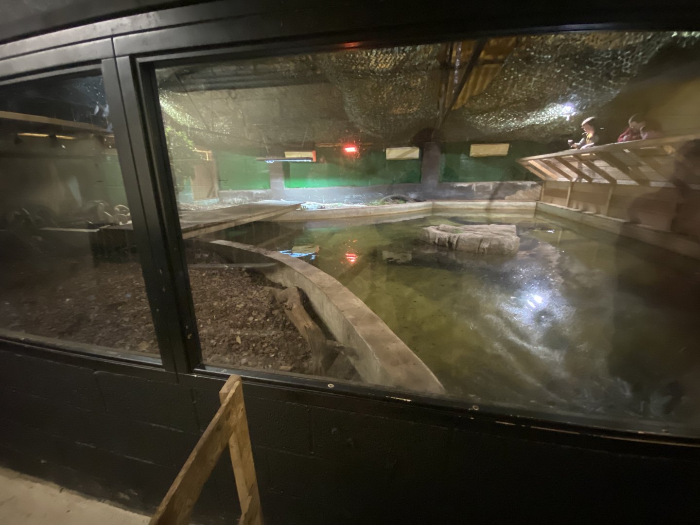 2nd view of American alligator enclosure