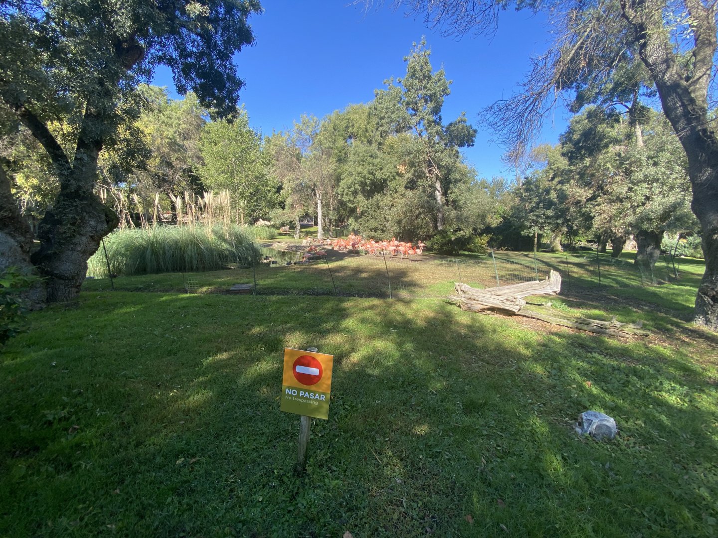 2nd view of American flamingo enclosure
