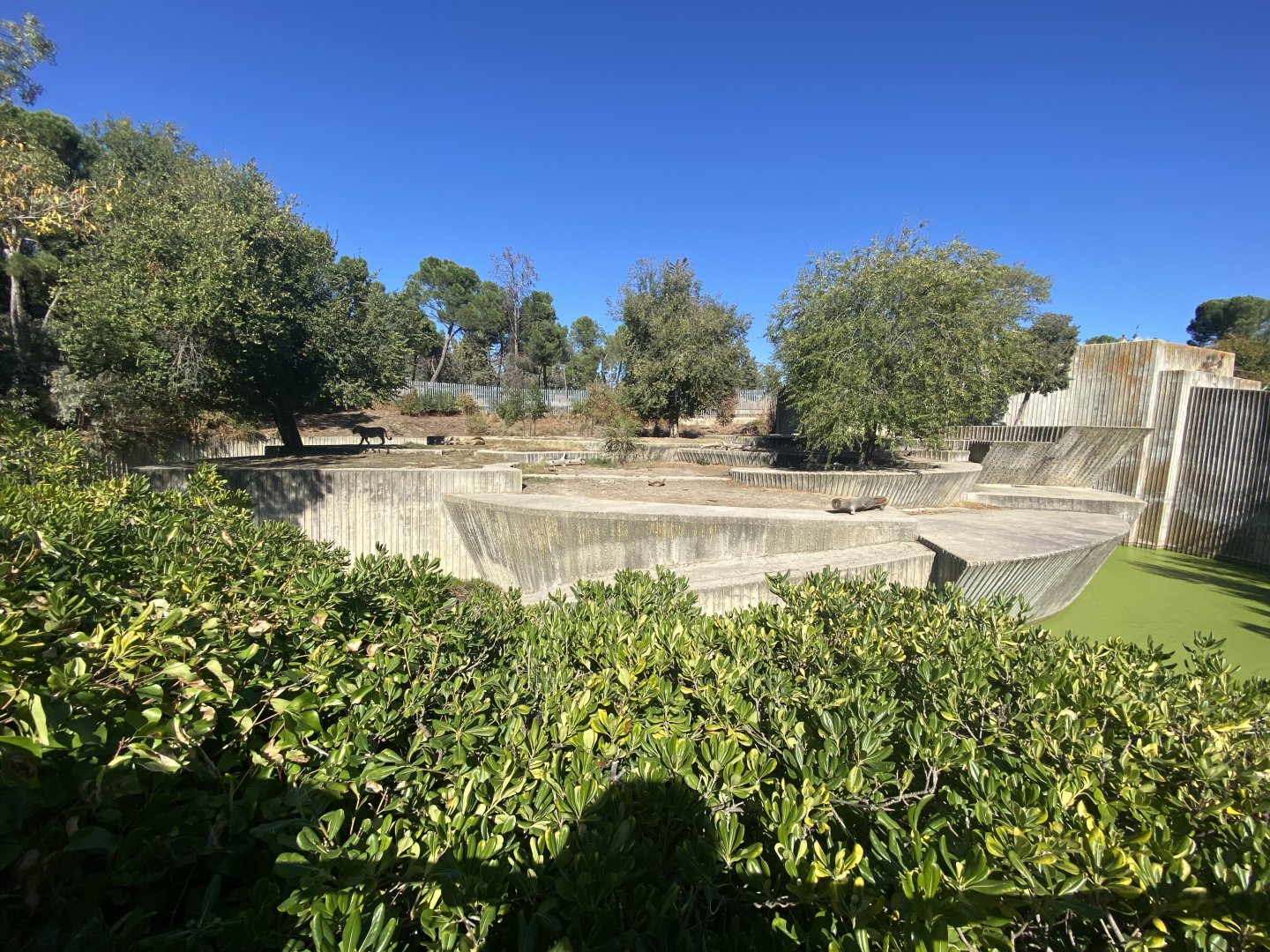 2nd view of Asiatic lion enclosure