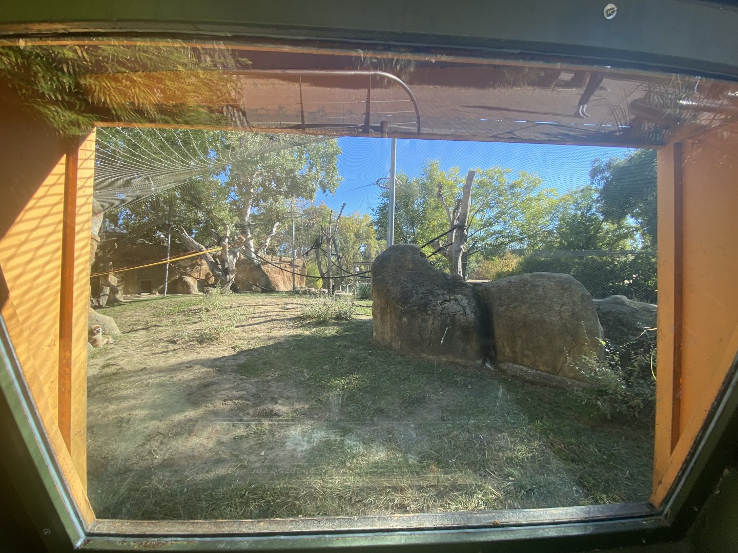 2nd view of Bornean orangutan and Lar gibbon enclosure