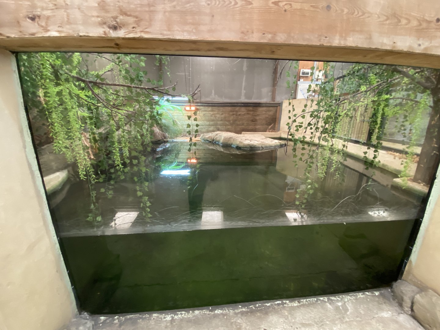 2nd view of Cuban crocodile enclosure