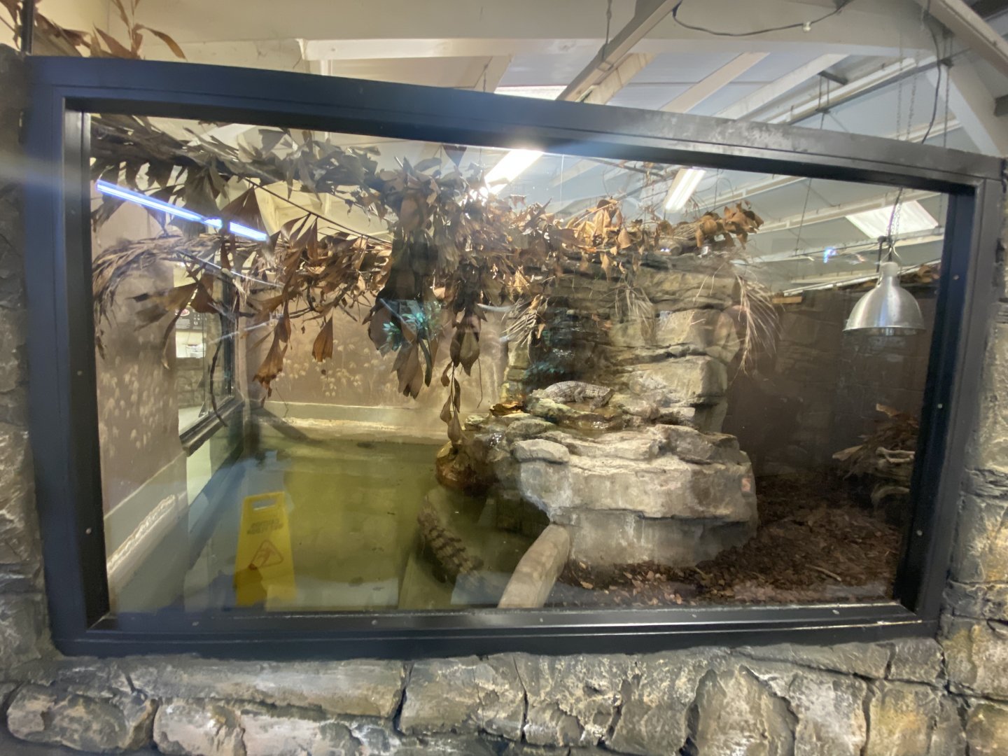 2nd view of freshwater crocodile enclosure