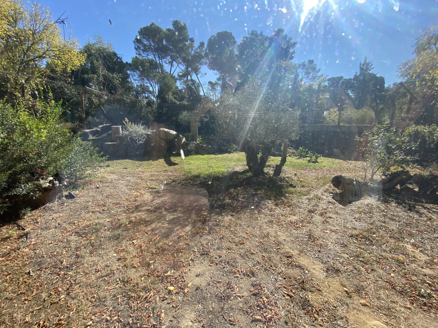 2nd view of Iberian lynx enclosure