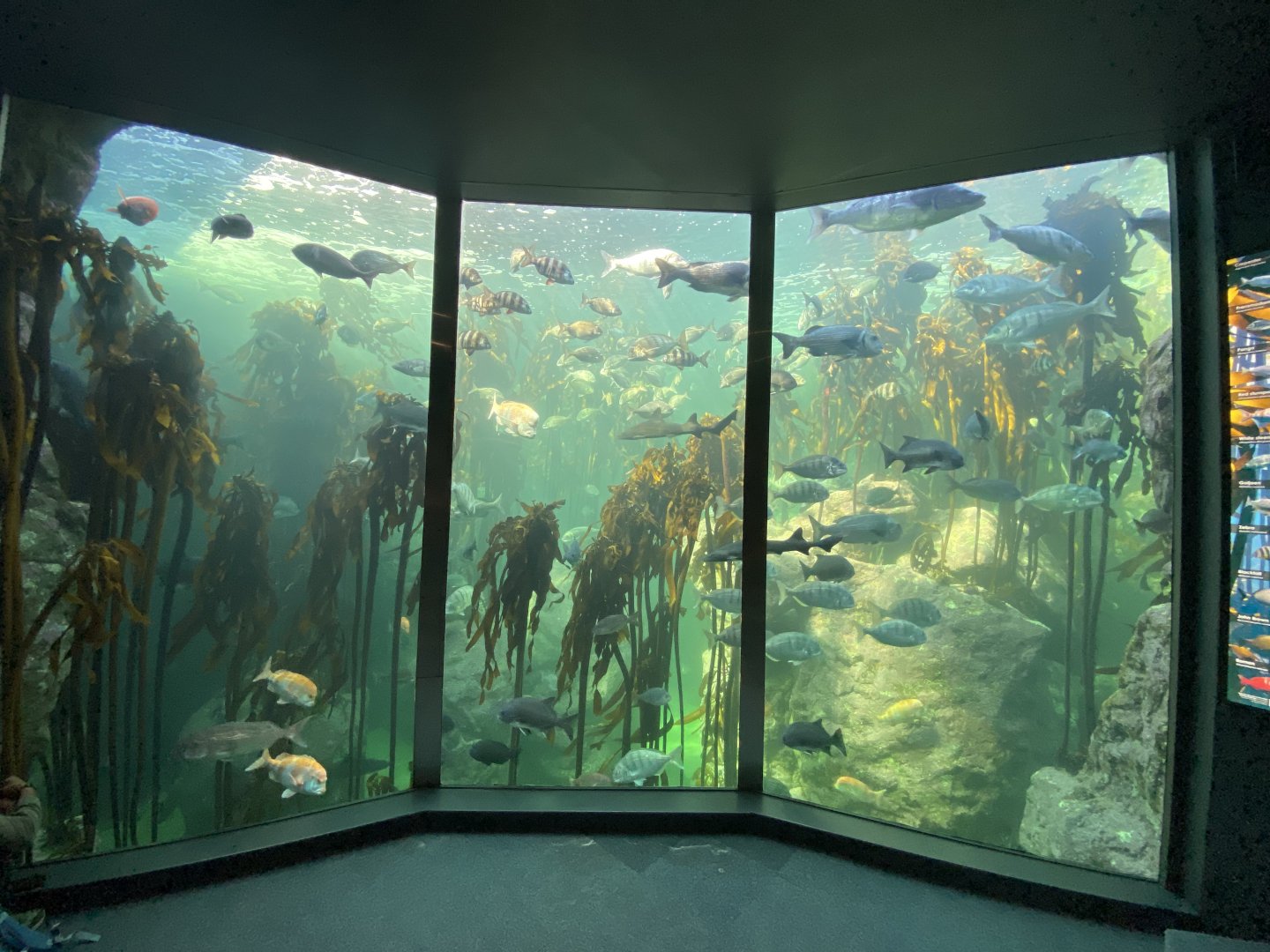 2nd view of kelp aquarium