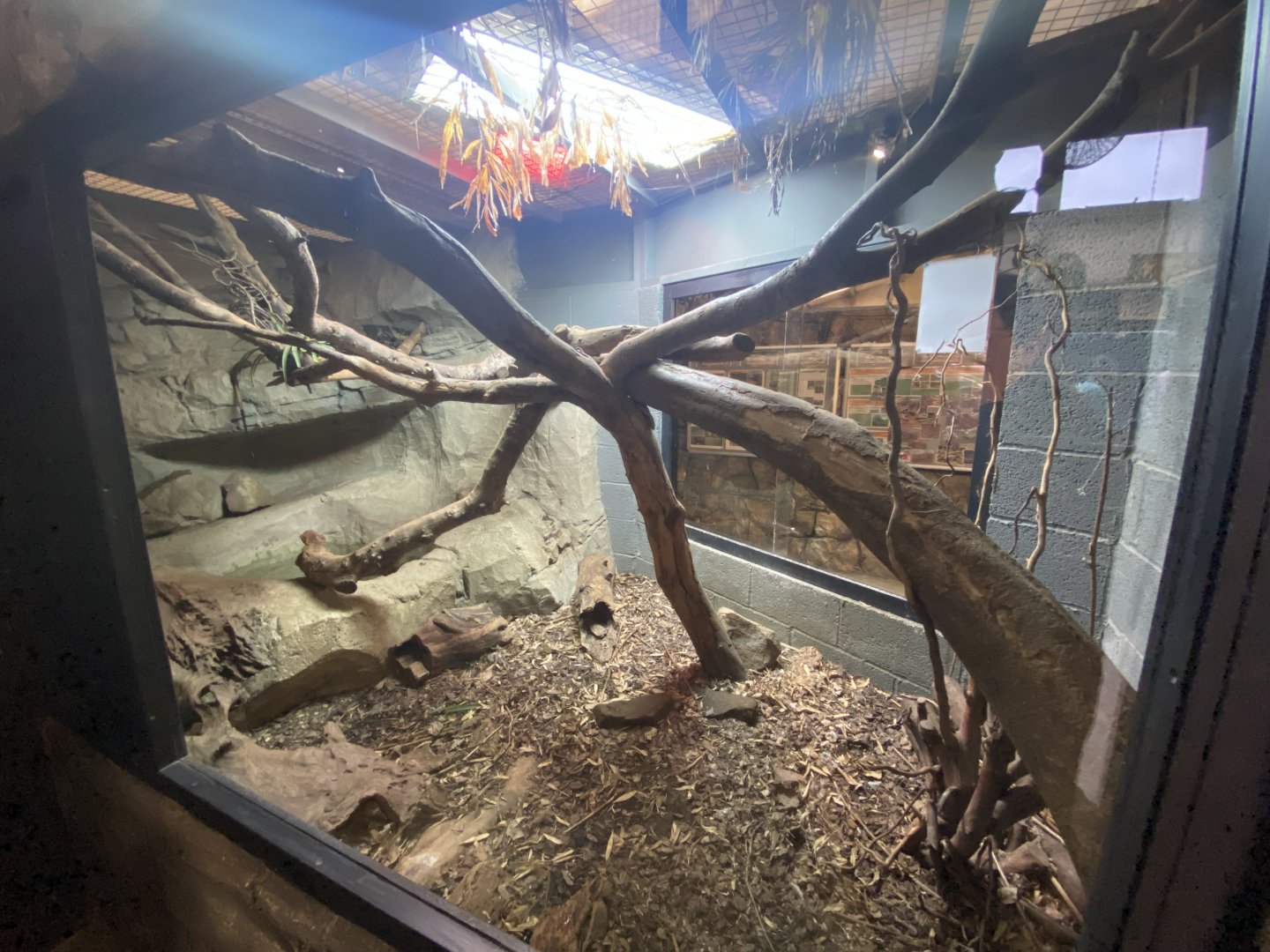 2nd view of lace monitor exhibit