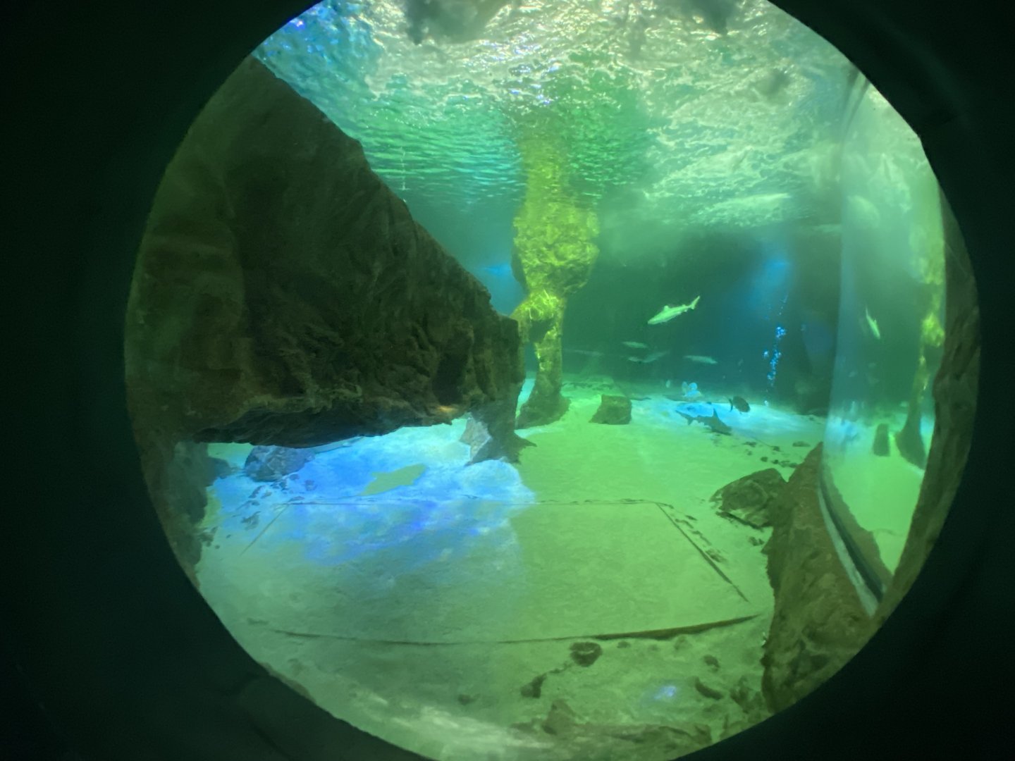 2nd view of main aquarium