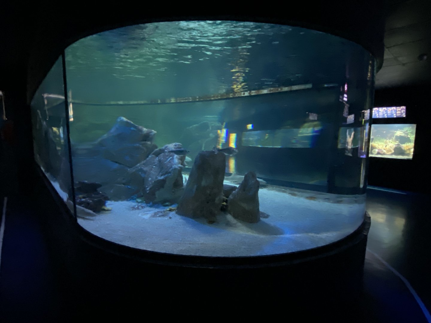 2nd view of mixed shark aquarium