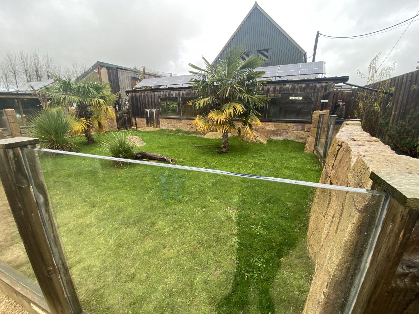 2nd view of outdoor Galapagos giant tortoise enclosure