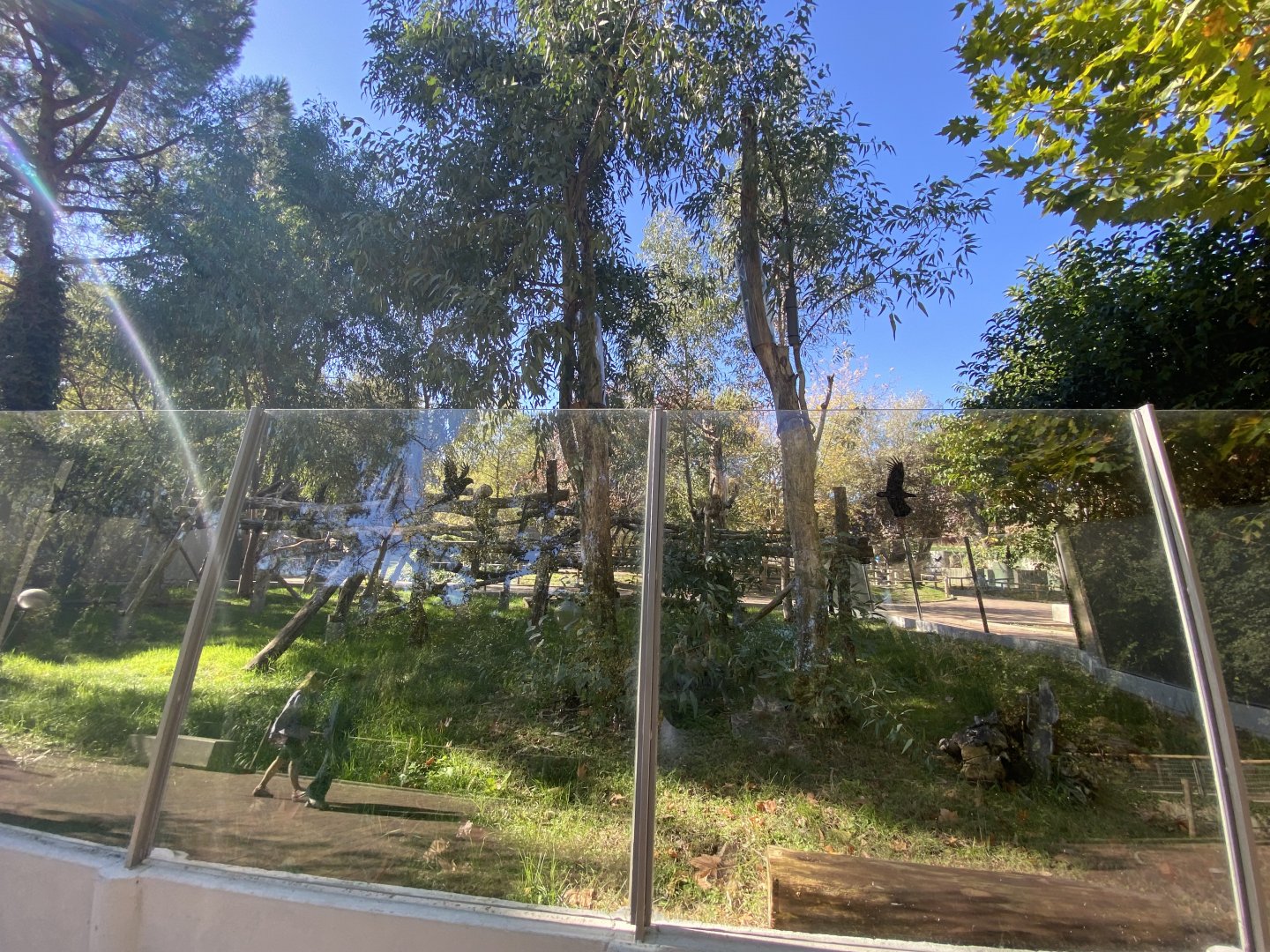 2nd view of outdoor koala enclosure