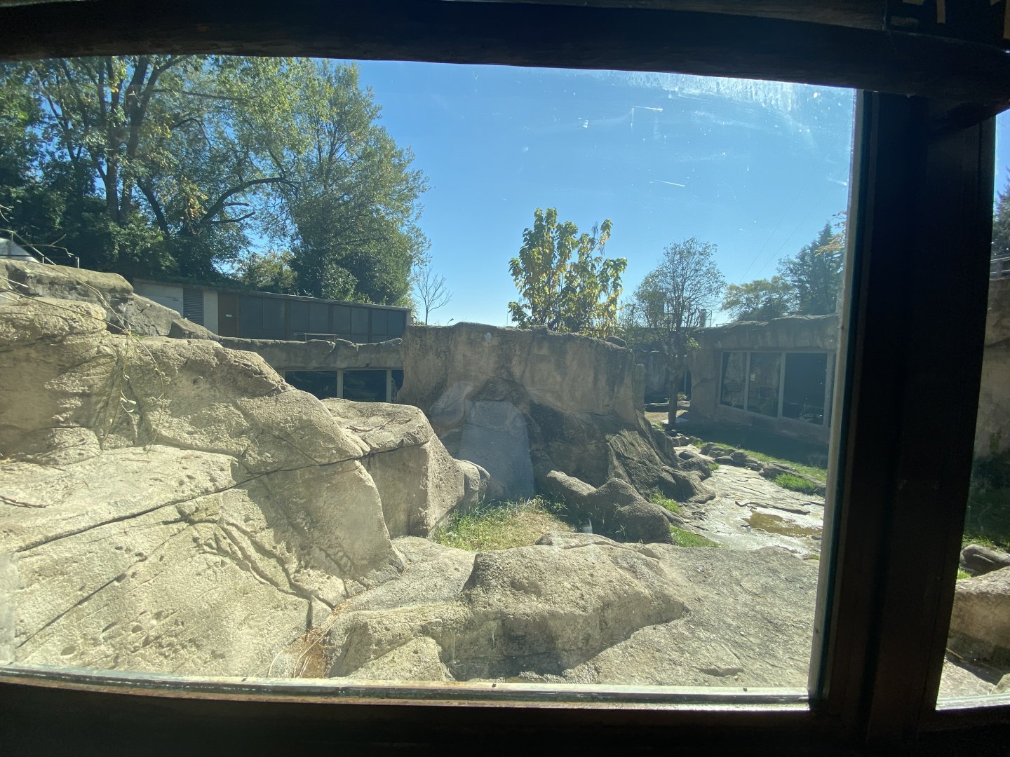 2nd view of outdoor Western Lowland gorilla enclosure