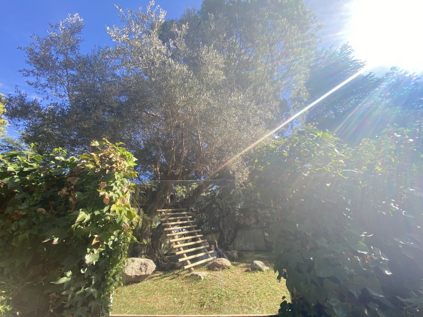 2nd view of red panda enclosure