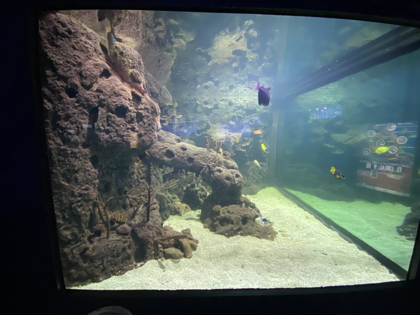 2nd view of reef aquarium 5