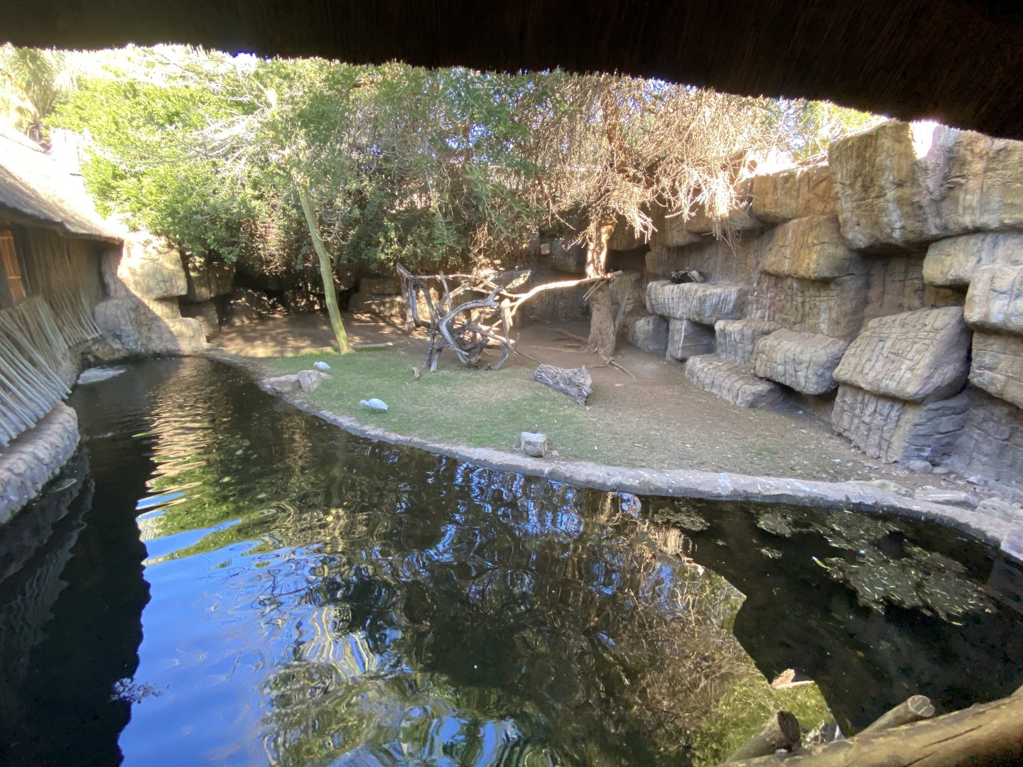 2nd view of vulture and marabou stork enclosure