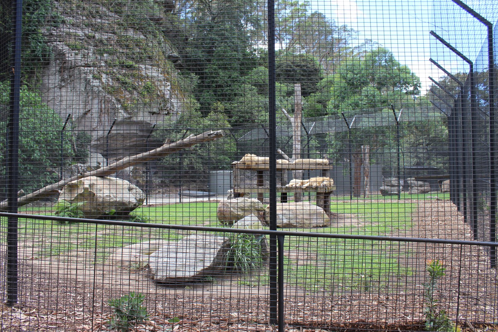 2nd White Lion Enclosure