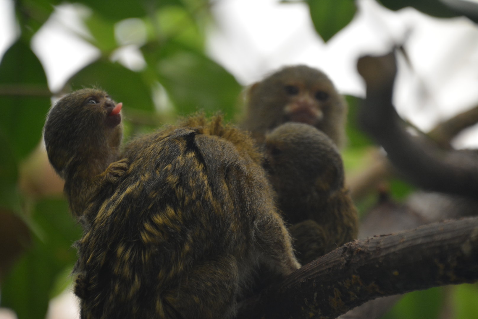 2x baby Pygmy Marmoset 23/06/2023