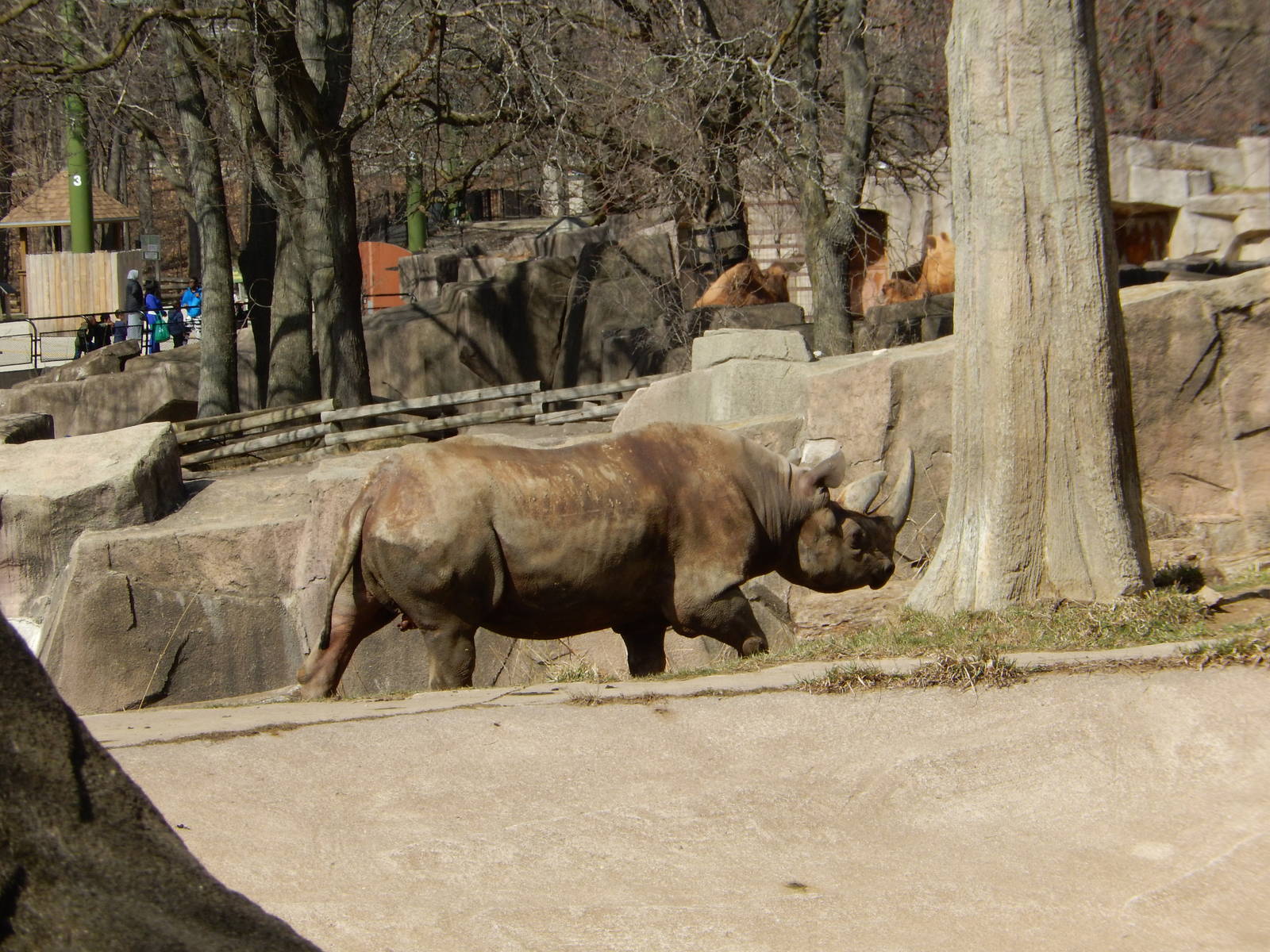 3/11/2016 - Brewster