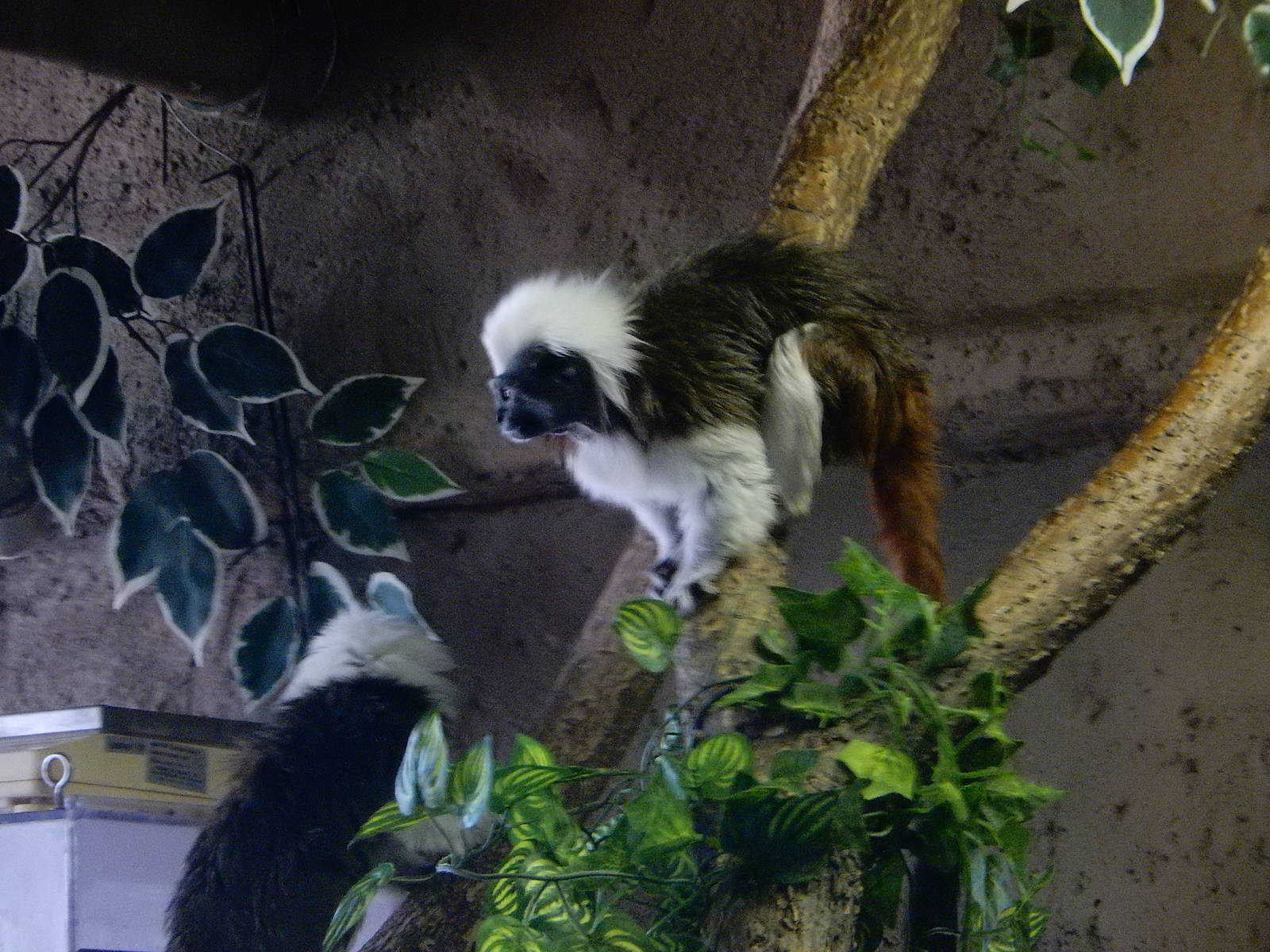 3/11/2016 - Cotton Top Tamarins