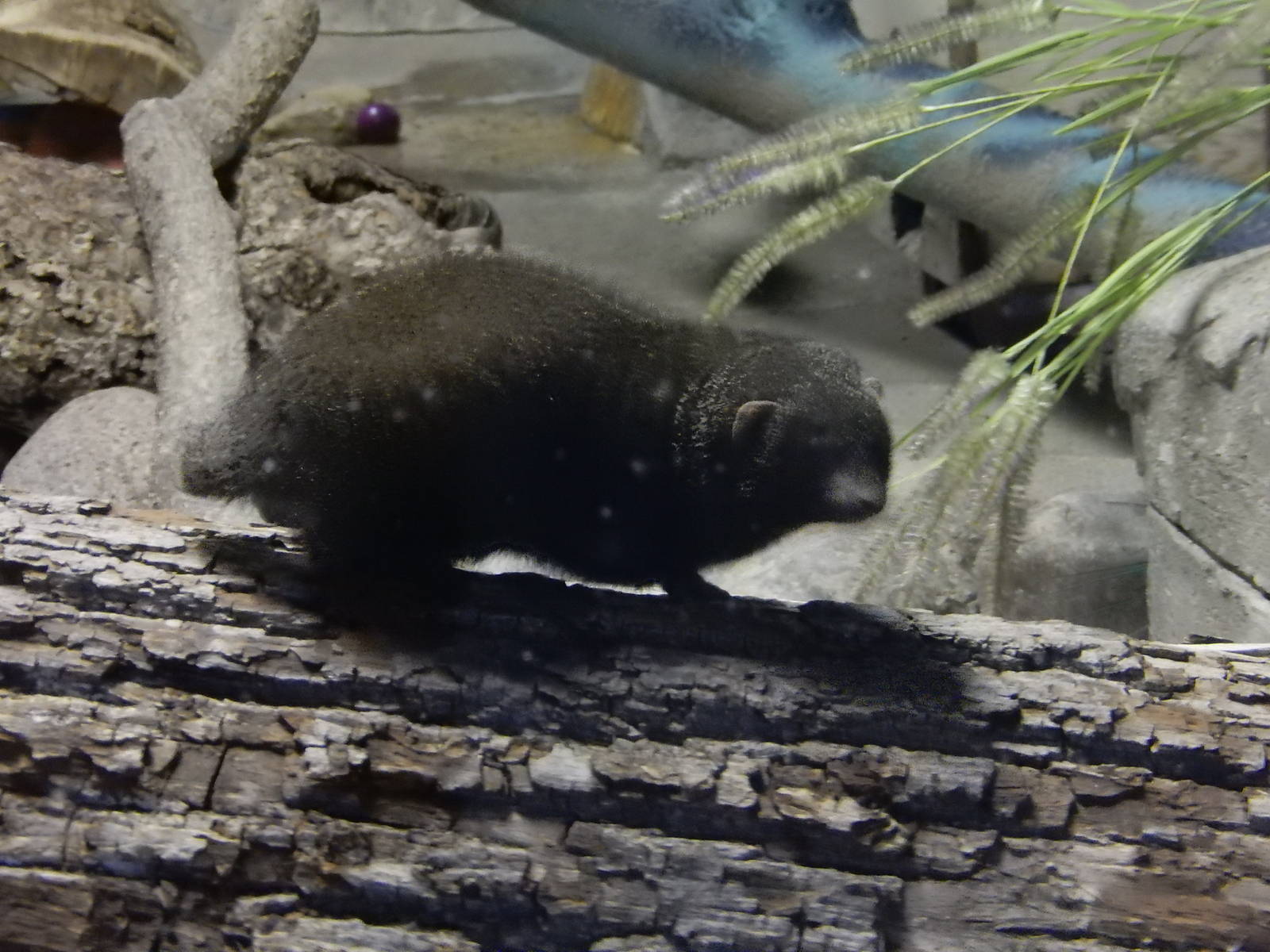 3/11/2016 - Dwarf Mongoose